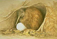 Kiwi Bird with Egg